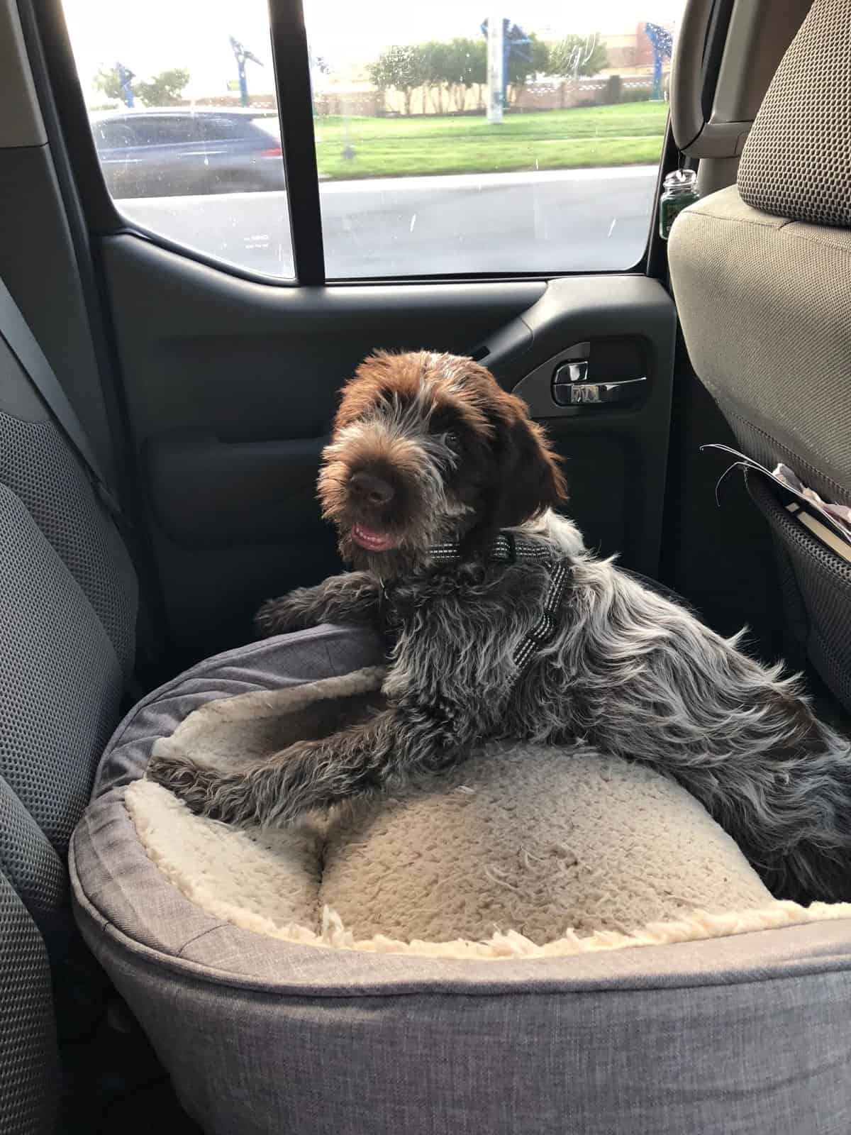 Wirehaired pointing griffon puppy in the back of a truck